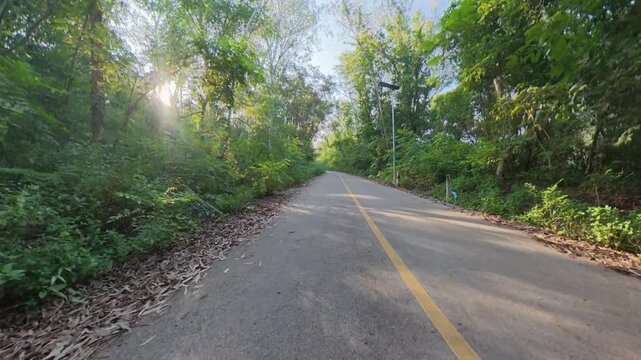 A quiet paved road winding through dense green forest, with lush vegetation, tall trees and a yellow center line creating a peaceful natural road scene.