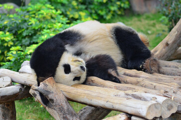 Panda bear in zoo. Hong Kong © Oleg Znamenskiy