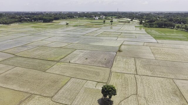 Aerial footage captures cultivated rice fields after land preparation and before rice planting, showing water-filled plots, muddy surfaces, scattered trees, distant homes and rural farmland.