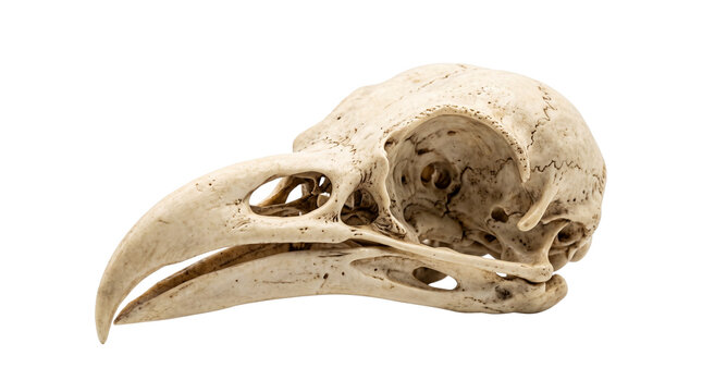 Vintage bird skull specimen with curved beak, weathered crow or raven cranium, anatomical bone structure for science and gothic decor isolated PNG with Transparent Background