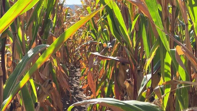 Straight rows of ripe corn stalks grow across agricultural fields before harvest. Corn cultivation, global food supply and the impact of changing weather conditions on  agriculture