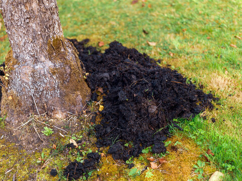 compost on the tree roots