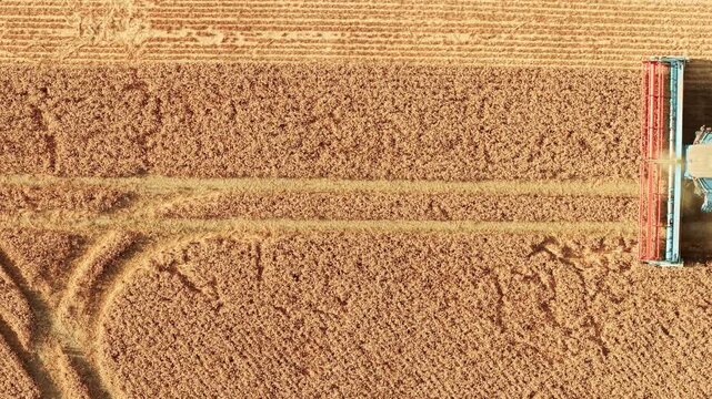 Combine harvester raising dust while harvesting ripe wheat field from above. Aerial view of grain harvest with straw rows across farmland. Modern agricultural machinery cereal production and precision