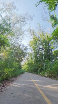 A smooth upward camera pan from a forest road to a dense green canopy, revealing tall trees, layered foliage and soft natural light in a peaceful woodland setting.