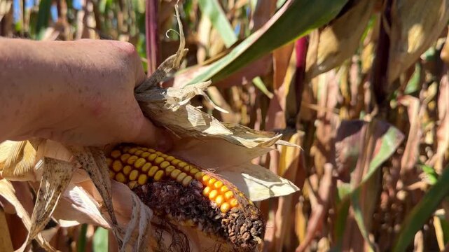 Female farmer checks ripe corn ears in an agricultural field before the start of the seasonal harvest. Corn cultivation, crop ripe, agricultural production, food security and modern farming