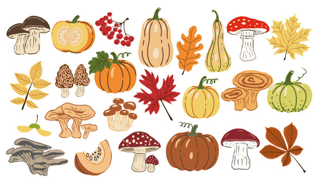 Hand drawn autumn collection with pumpkins, mushrooms, berries, colorful leaves and seasonal foliage. Cozy fall botanical illustrations for Thanksgiving, seasonal design, cards and decorations.
