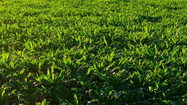 Close view of young corn plants with vibrant green leaves. Fresh maize crop across productive farmland in warm sunset light. Livestock feed agriculture seasonal growth and rural farming landscape