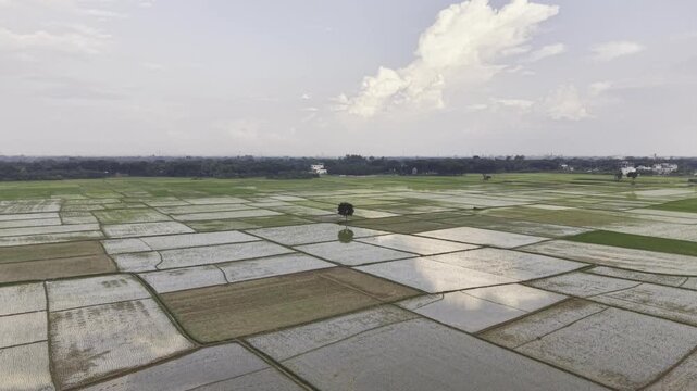 Drone footage moves forward over recently planted rice fields, showing young rice seedlings in prepared plots with standing water, muddy soil, distant homes, and a rural greenery scene.