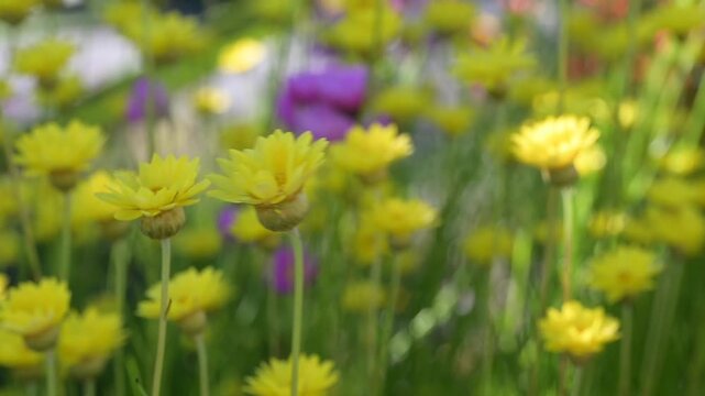 Paper daisy, Rhodanthe Asteraceae, sunray or pink paper daisy a genus Australian plant, Spring background of Australian pink and white everlasting daisies, strawflowers and paper daisies