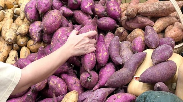 Person Selecting Fresh Purple Sweet Potatoes. A customer hand picks fresh purple sweet potatoes from a vibrant organic grocery market produce display. 4k 60 fps video