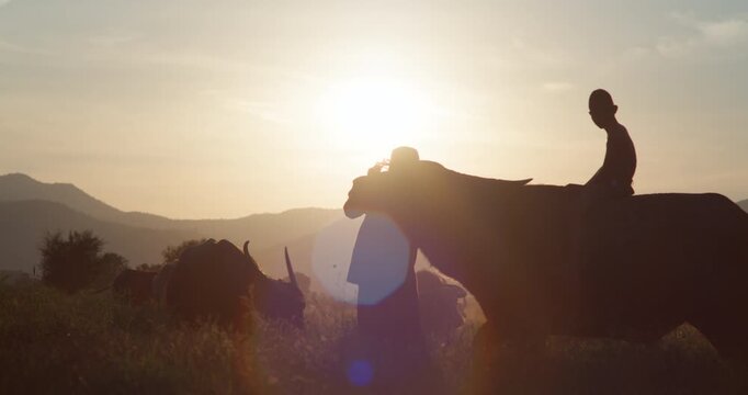 A farmer leads a water buffalo carrying a boy through rural fields, silhouetted against a golden sunset in the Thai countryside.
