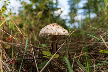 Wild Mushroom Growing in Grass and Woodland Vegetation © Stefan