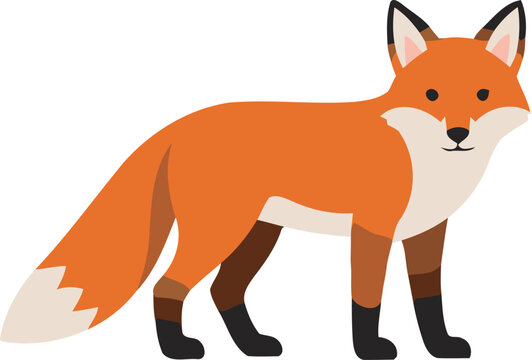 Cute Red Fox Cartoon Vector Illustration Isolated on White Background, Adorable Wild Animal with Fluffy Tail, Orange Fur and Nature-Inspired Design