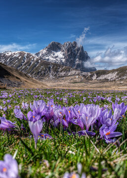 View of purple crocuses blooming in a meadow at Campo Imperatore with the snow-capped Gran Sasso mountains in the background in L'Aquila, Abruzzo, Italy.