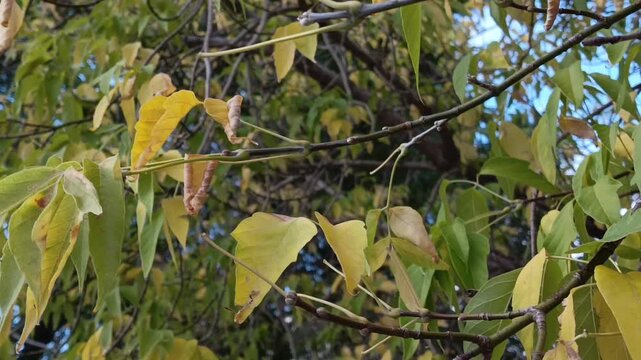 Yellow maple leaves on a tree, representing the arrival of autumn, seasonal change, cooler weather, wind and the beginning of leaf fall.