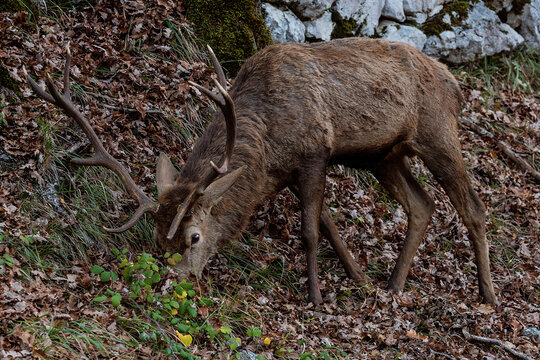 View of a male red deer with large antlers grazing on dry autumn leaves in the forest near Villetta Barrea, Abruzzo, Italy.