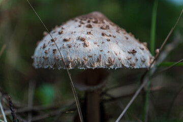 Detailed Wild Parasol-Like Mushroom in Forest © Stefan