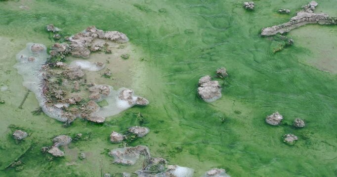 Shallow geothermal stream in Yellowstone filled with vivid green microbial growth, broken by pale beige rocks and small sticks creating striking natural colours and textures.