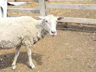 White sheep standing near a wooden fence in a farm enclosure on a sunny day. © M.IVA