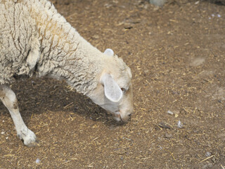 White sheep grazing with its head down on dry ground in a rural farm environment. © M.IVA
