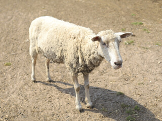 White sheep standing on dry pasture and looking at the camera in a rural farm setting. © M.IVA