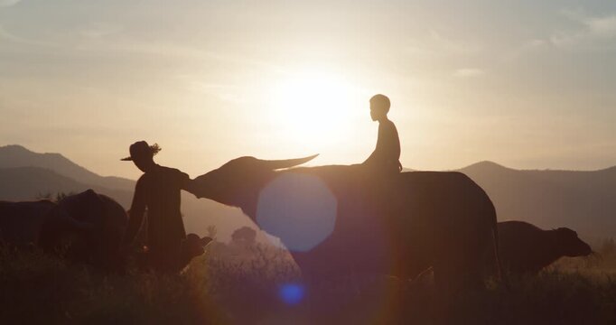 A farmer leads a water buffalo carrying a boy through rural fields, silhouetted against a golden sunset in the Thai countryside.