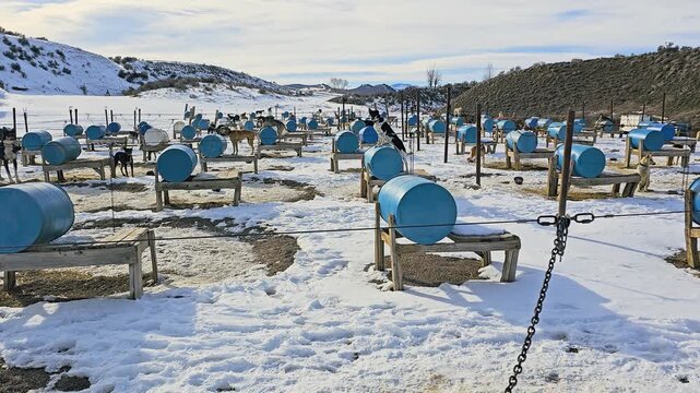 Footprints lead through deep snow toward rows of huskies and barrel shelters at a remote dog sled camp, framed by quiet hills, wire fences, wooden stands, and a pale winter sky in daylight.