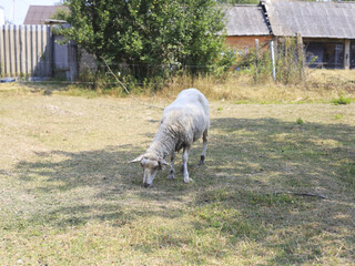 White sheep grazing on dry grass in a rural countryside farmyard. Domestic farm animal feeding outdoors on a sunny summer day, traditional sheep farming, livestock and agriculture. © M.IVA