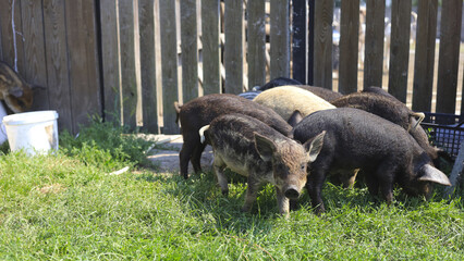 Group of young piglets grazing together on fresh green grass in a fenced rural farmyard. Farm animals outdoors in natural sunlight, livestock breeding, traditional farming and countryside agriculture  © M.IVA