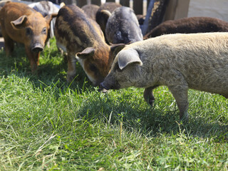Group of small domestic piglets grazing on fresh green grass outdoors on a rural farm. Young piglets of different colors feeding together in natural daylight, livestock farming, animal husbandry. © M.IVA