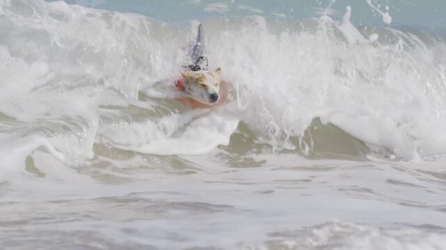 Mini Jack Russel Terrier with a shark life vest in the waves