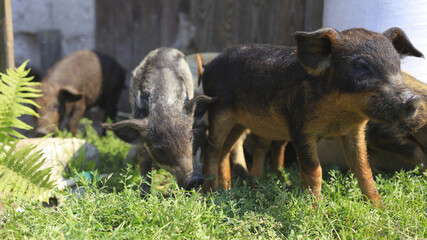 Several young piglets standing and grazing on green grass near a rustic farm building. Domestic pigs outdoors in sunny weather, livestock farming, animal husbandry and rural agriculture concept. © M.IVA