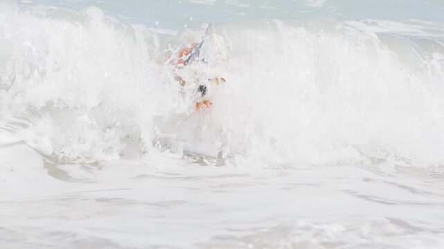 Mini Jack Russel Terrier with a shark life vest in the waves