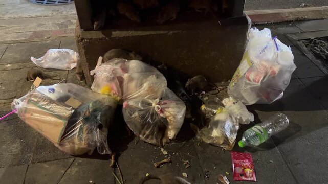 Rats Scavenging Garbage Bags on Urban Sidewalk at Night