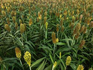Fototapeta premium Aerial view of sorghum crops in the autumn farm