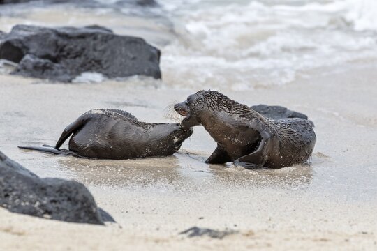 Sea lions (Zalophus wollebaeki), San Cristobal, Galapagos, Ecuador