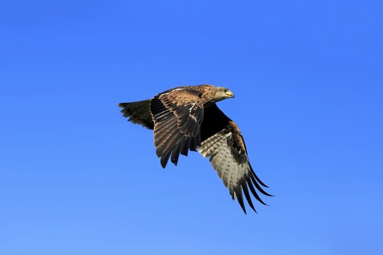 Red kite (Milvus milvus), adult flying, Kasselburg, Eifel, Germany