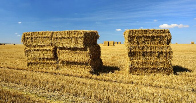 Panorama, Endless stubble field with straw bales, summer landscape under blue sky with clouds, near Alsleben, Salzlandkreis, Saxony-Anhalt, Germany
