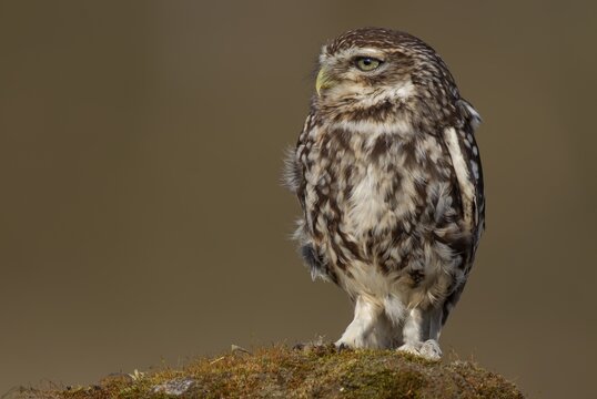 Little owl (Athene noctua) adult bird on a moss covered rock, England, United Kingdom