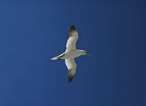 Northern Gannet (Morus bassanus), Bass Rock, North Berwick, Scotland, UK, Europe