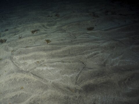Angelfish shark (Squatina squatina) rests at night, well camouflaged, on the sandy seabed dotted with underwater vegetation, dive site: El Cabron Marine Reserve, Arinaga, Gran Canaria, Spain, Europe, Atlantic Ocean