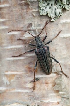 Finland, Oxymirus Cursor, Shoulder Longhorn Beetle, Toxotus Cursor, Beetle, Longhorn Beetle, Coleoptera, Female, High Size, Portrait Format, Insects, Beetles, Female