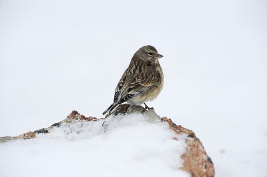Linnet (Carduelis cannabina), female, in the snow, Sinite Kamani Nature Park, Bulgaria, Europe
