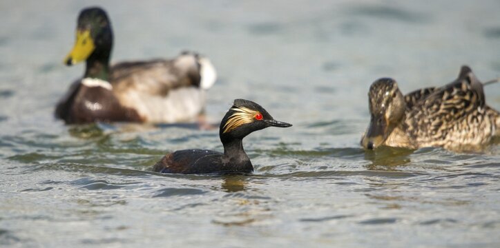 Anas platyrhynchos, black-necked grebe, mallard, podiceps nigricollis, black-necked grebe, mallard, anatidae, birds, ducks, ducks, ducks, grebes, podicipedidae, divers, birds, waterbirds, waterbirds