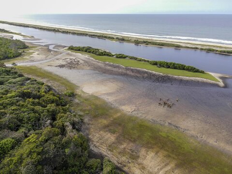 Red buffalo or forest buffalo (Syncerus nanus) on a beach in Loango National Park, Parc National de Loango, Atlantic Ocean, aerial view, Ogoou&eacute;-Maritime Province, Gabon