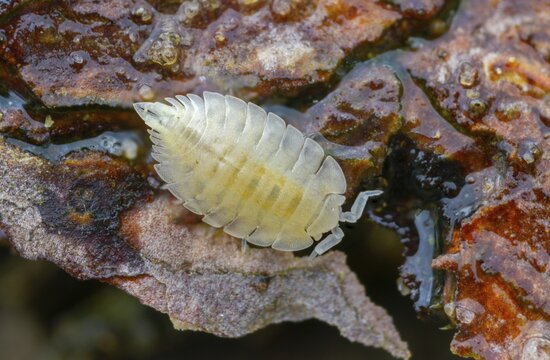 Ant woodlouse, woodlice, Platyarthrus Hoffmannseggi, white ant woodlice, crustaceans