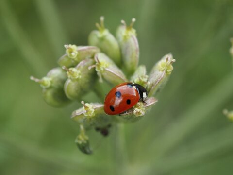 Close-up of a ladybird, the seven-spot ladybird (Coccinella septempunctata), on plant buds against a green background, Goms, Canton of Valais, Switzerland