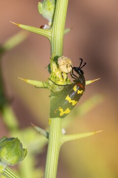 Zigzag Blister Beetle (Hycleus zigzagus), Namib Desert, Namib Naukluft Park, Namibia