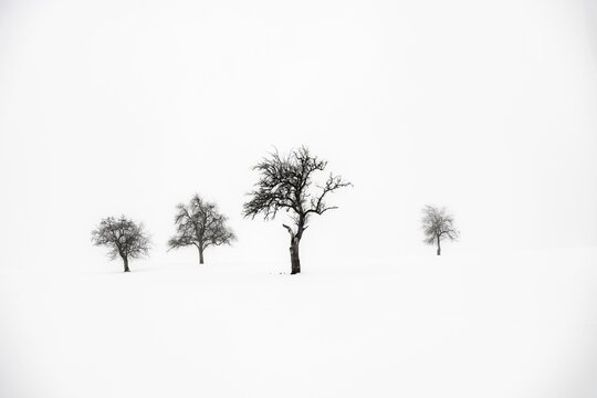 Lonely trees in wintry landscape, Kempten, Oberallg&auml;u, Bavaria, Germany