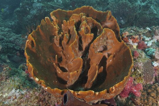 Oceanic leather cup (Hemiasterella complicata), sea sponge, with a textured surface, dive site: Sodwana Bay National Park, Maputaland Marine Reserve, KwaZulu-Natal, South Africa